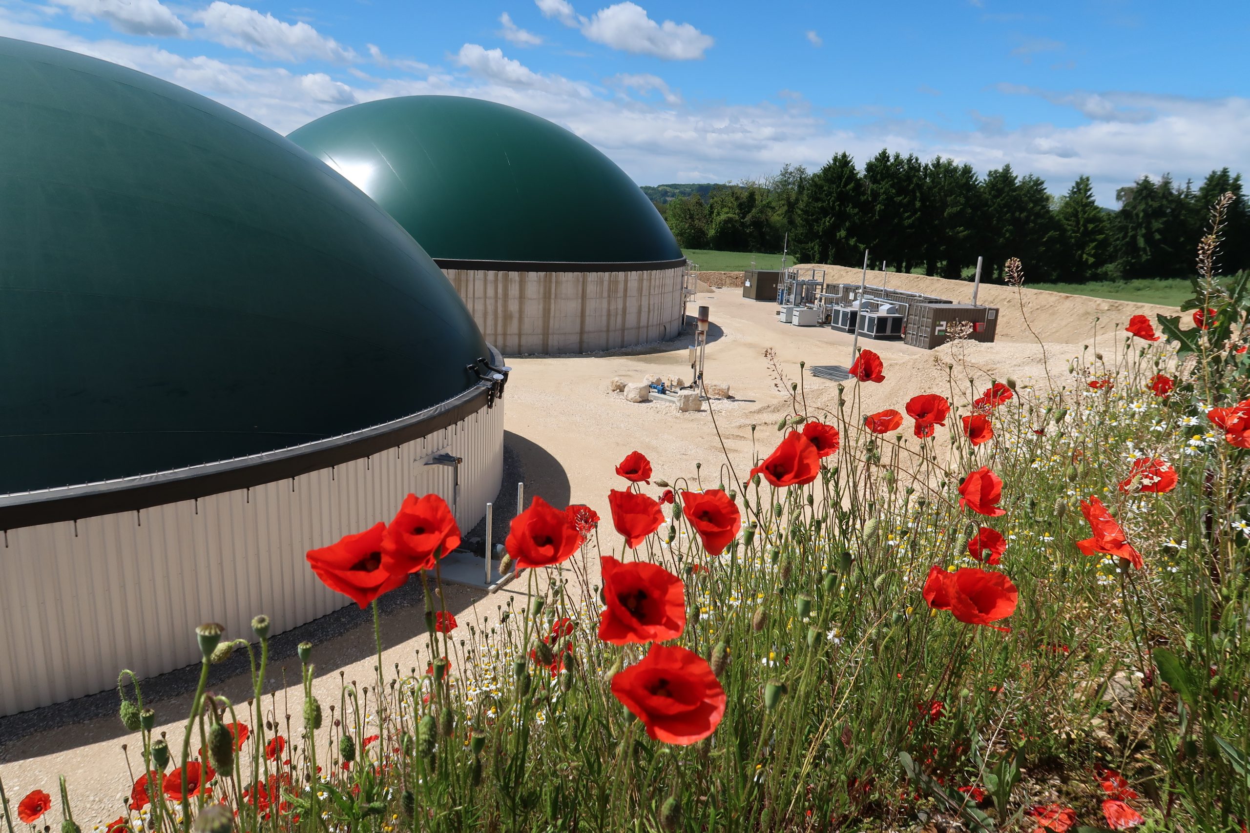 Vue de cuves avec coquelicots